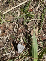 Celastrina asheri