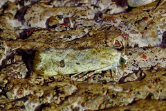 Acontiini