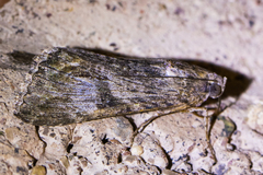 Melipotis jucunda