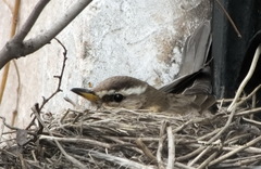 Turdus iliacus