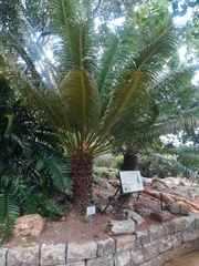 Cycas thouarsii
