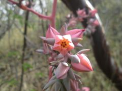 Gibbiflorae