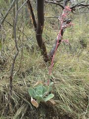 Gibbiflorae