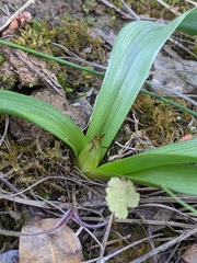 Colchicum longifolium