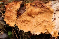 Asterodon ferruginosus