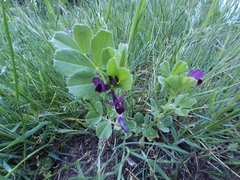 Vicia narbonensis