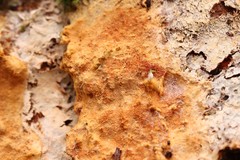 Asterodon ferruginosus