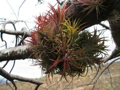 Tillandsia ionantha