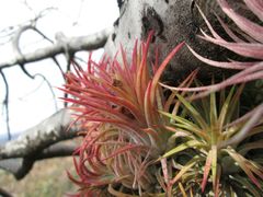 Tillandsia ionantha