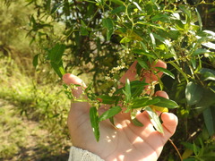 Muehlenbeckia sagittifolia