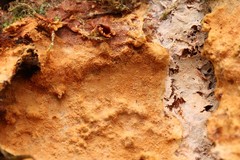 Asterodon ferruginosus