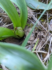 Colchicum longifolium