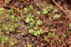 Oxalis acetosella