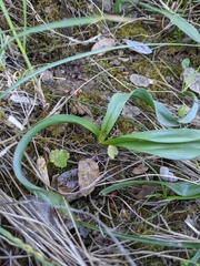 Colchicum longifolium