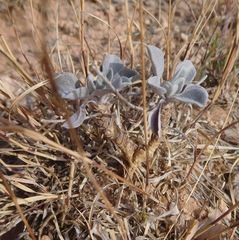 Physaria ovalifolia