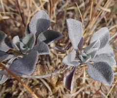 Physaria ovalifolia