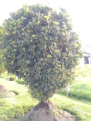 Pittosporum undulatum
