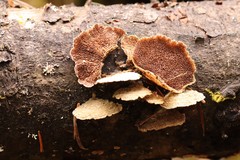 Trichaptum fuscoviolaceum