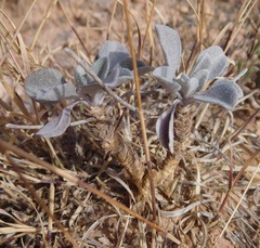 Physaria ovalifolia