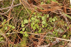 Linnaea borealis
