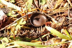 Pseudoplectania melaena