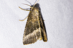 Abagrotis