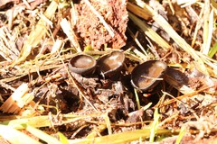 Pseudoplectania melaena
