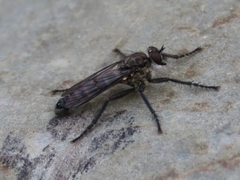 Lasiopogon