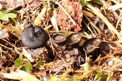 Pseudoplectania melaena