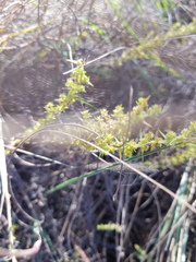 Crassula lanceolata transvaalensis