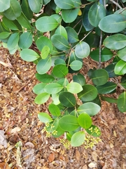 Syzygium glaucum