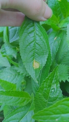 Melampsora rostrupii