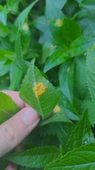 Melampsora rostrupii