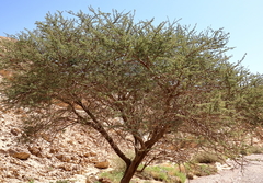 Vachellia tortilis raddiana