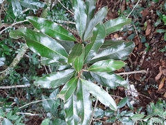 Euclea natalensis natalensis