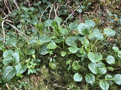 Pyrola morrisonensis