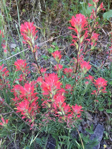 iNaturalist observation photo of Paintbrushes