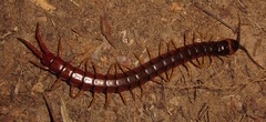 Scolopendra hermosa