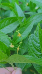 Melampsora rostrupii