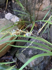 Chlorophytum saundersiae
