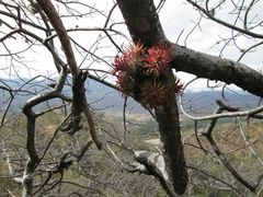 Tillandsia ionantha