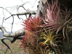 Tillandsia ionantha