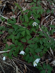 Anemonoides × pittonii