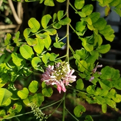 Indigofera jucunda