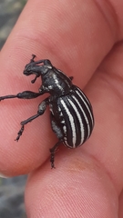 Lyperobius hudsoni