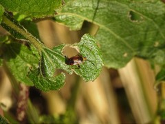 Horciasinus argentinus