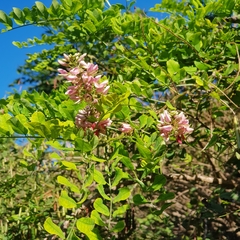 Indigofera jucunda
