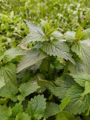 Lamium album