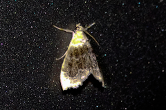 Glaphyriinae