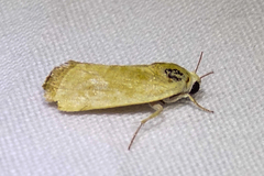 Acontiini